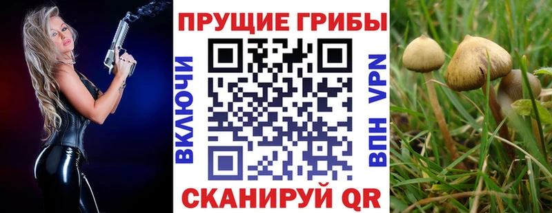 omg онион  Белгород  Псилоцибиновые грибы Psilocybine cubensis 
